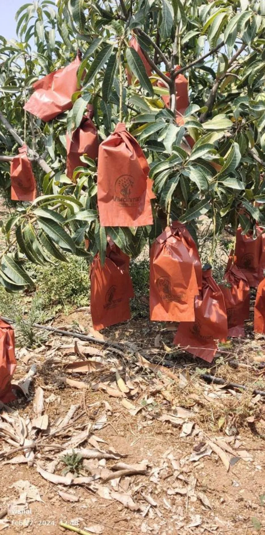 Mango bagging process in orchard