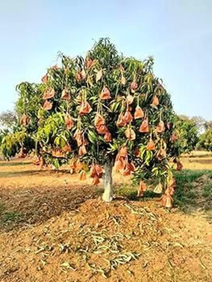 Protected mango tree in orchard