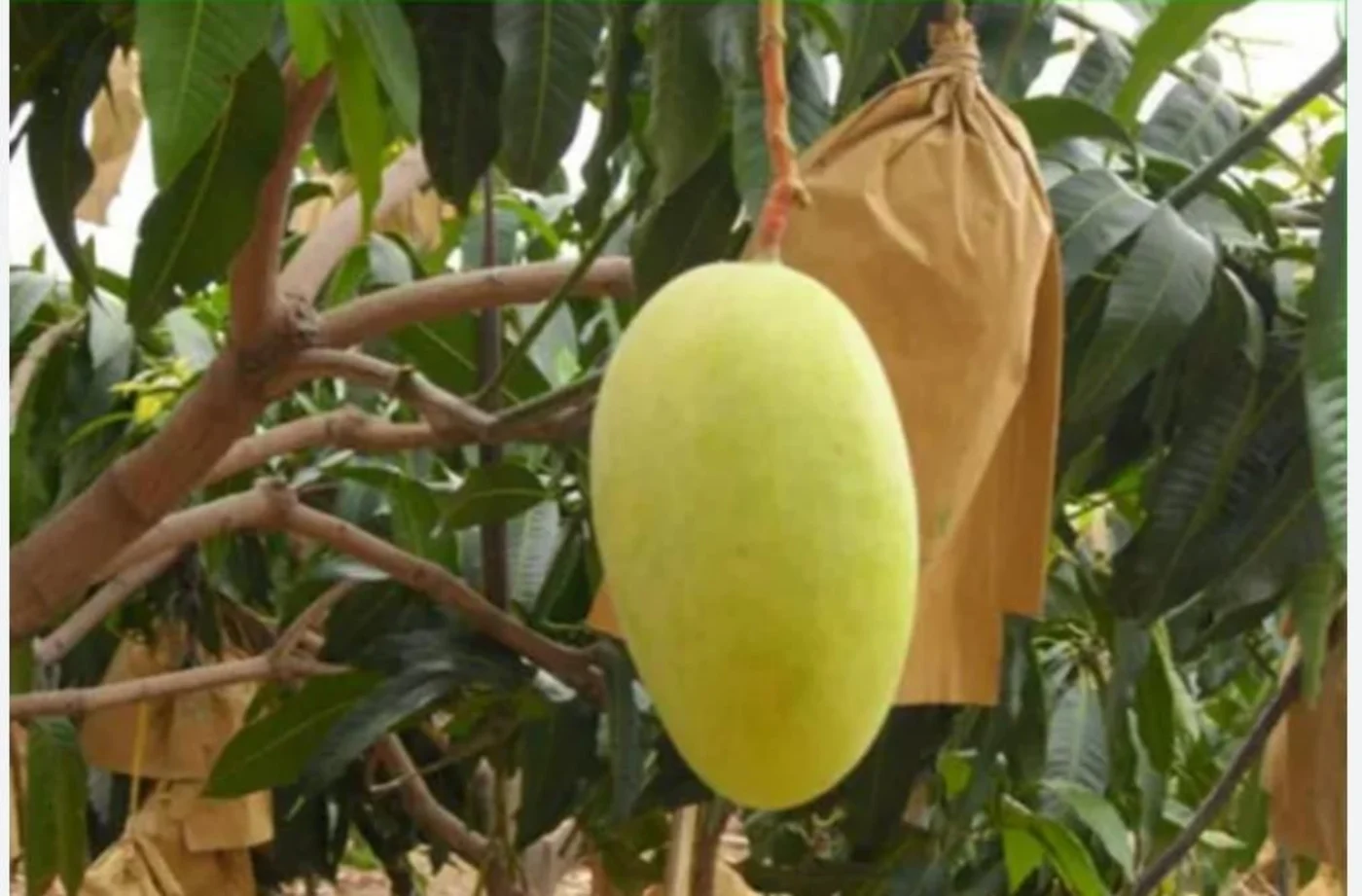 Single premium mango on tree